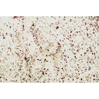 Bianco Romano Granite in 2 cm
