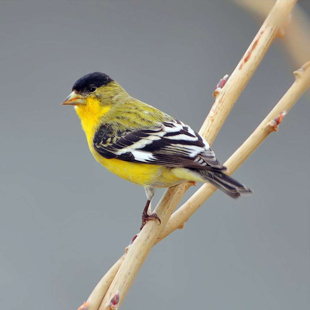 lesser goldfinch ebirdr lesser goldfinch ebirdr