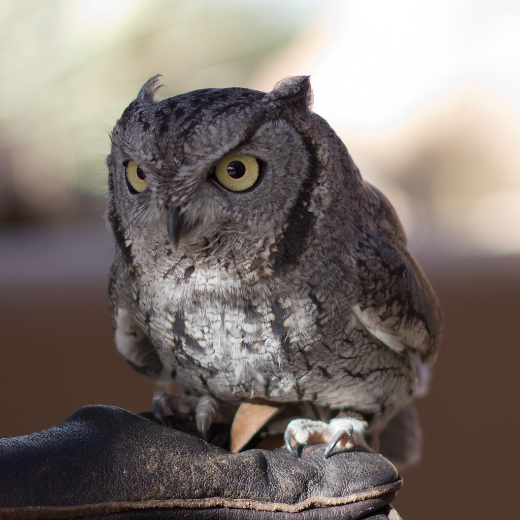 western screech owl ebirdr western screech owl ebirdr