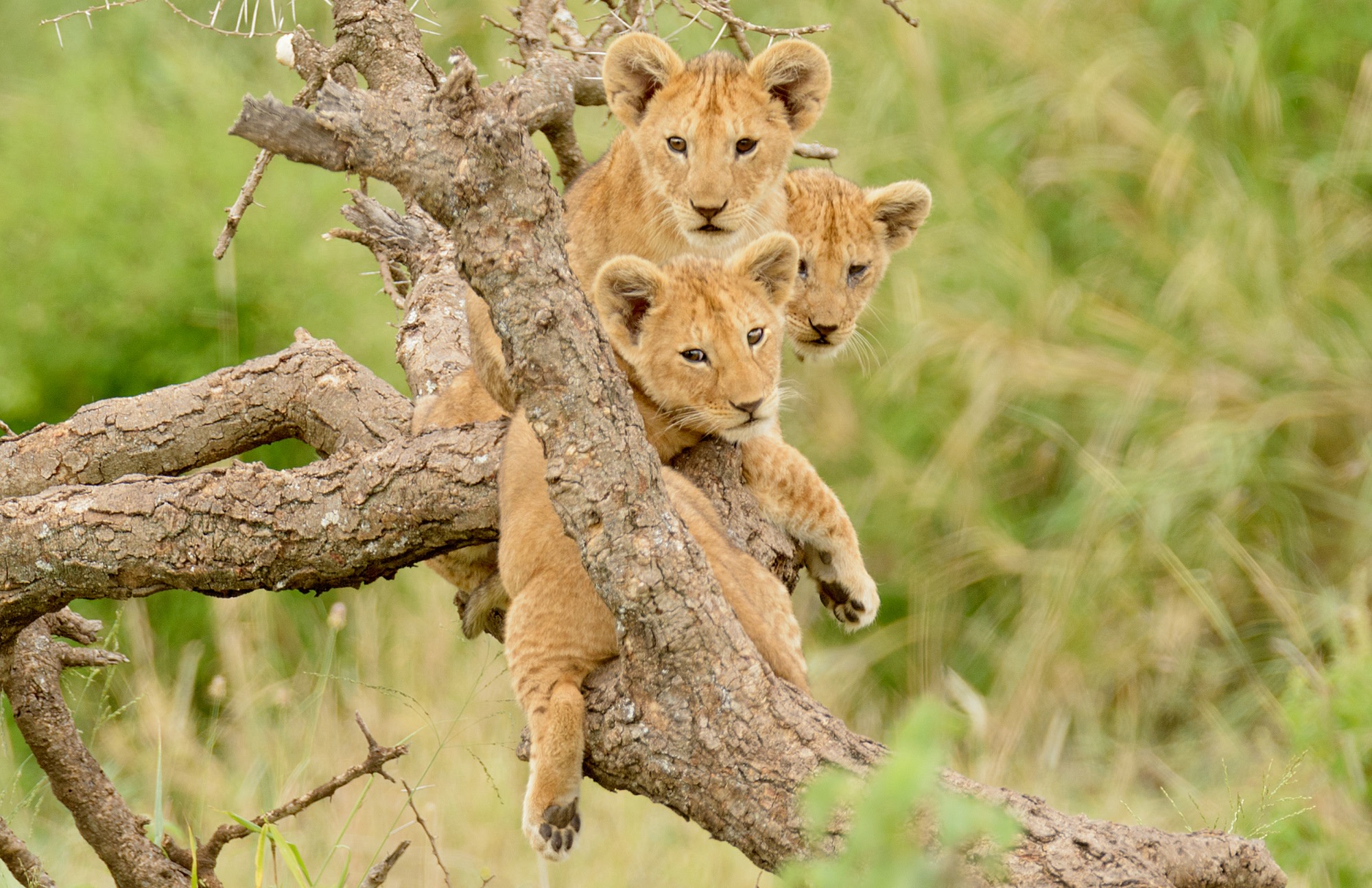 妖娆 Travels 非洲之旅 - Lion King Safari - a group of lion cubs hanging out in a tree 妖娆 Travels 非洲之旅 - Lion King Safari - a group of lion cubs hanging out in a tree