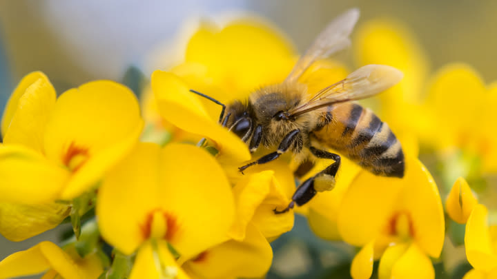 My bees are busy creating beautiful honey.