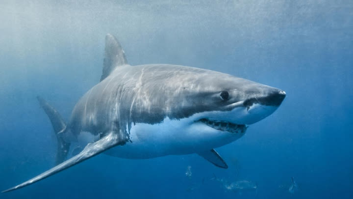 Your chances of dying from a shark attack are minimal.