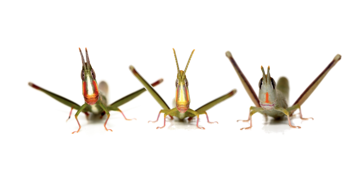 The Australian Grasshopper Thats Given Up Sex Pursuit By The