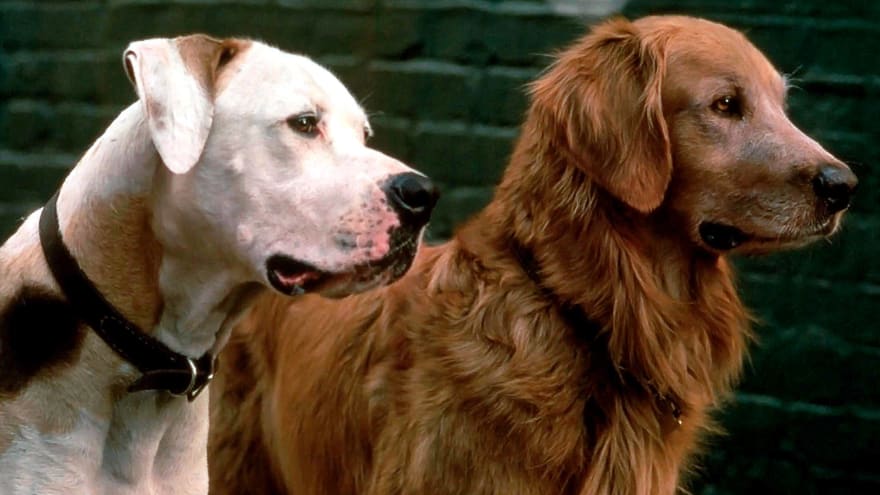 Our 20 Favorite Films About Dogs Yardbarker