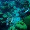 A student studying abroad with CIEE: Bonaire - Summer Tropical Marine Ecology & Conservation