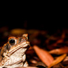 A student studying abroad with SFS: Australia - Tropical Rainforest Studies