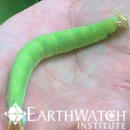 Study Abroad Reviews for Earthwatch: Costa Rica - Climate Change & Caterpillars in Costa Rica