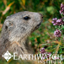 Study Abroad Reviews for Earthwatch: France - Of Mountains and Marmots: Climate Change in the French Alps