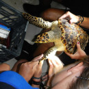 SFS: Turks & Caicos - Marine Resource Management Studies Photo