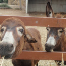 Global Learning Semesters: Nicosia - Summer in Cyprus: Animal Science Photo