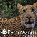 Study Abroad Reviews for Earthwatch: South Africa - Leopards, Hyenas and Primates: Mammal Conservation in South Africa