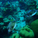 CIEE: Bonaire - Summer Tropical Marine Ecology & Conservation Photo