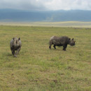 The School for Field Studies / SFS: Kenya & Tanzania - Wildlife Management Studies Photo