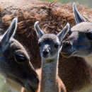 Round River Conservation Studies - Patagonia, Chile Program Photo