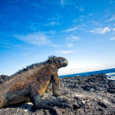 Study Abroad Reviews for Galápagos Islands - Marine Biology