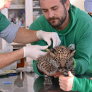 Study Abroad Reviews for Cerca Abroad: Greece - Veterinary Internship