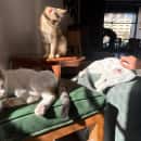 SIT Study Abroad: Jordan - Refugees, Health, and Humanitarian Action Photo