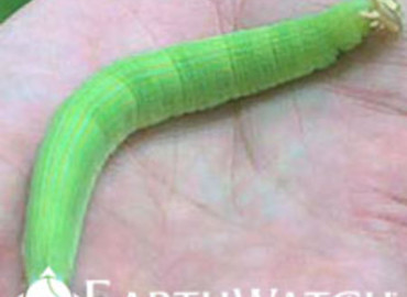 Study Abroad Reviews for Earthwatch: Costa Rica - Climate Change & Caterpillars in Costa Rica