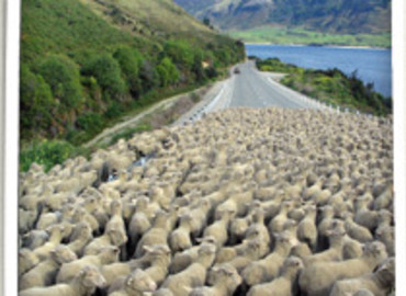 Study Abroad Reviews for IFSA: Wellington - Victoria University of Wellington