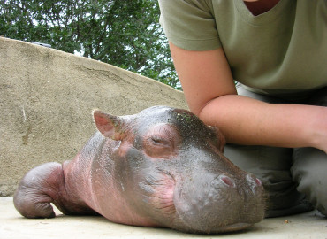 Study Abroad Reviews for African Conservation Experience / ACE: Conservation Programs in Southern Aftica