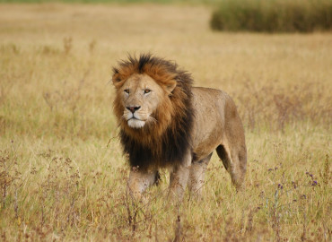 Study Abroad Reviews for The School for Field Studies / SFS: Tanzania - Wildlife Management Studies