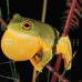 Photo of Earthwatch: Australia - Australia's Vanishing Frogs