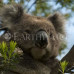 Photo of Earthwatch: Australia - Conserving Koala Country