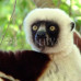 Photo of Earthwatch: Madagascar - Carnivores of Madagascar