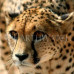 Photo of Earthwatch: Namibia - Cheetah Conservation in Namibia