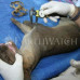 Photo of Earthwatch: Madagascar - Carnivores of Madagascar