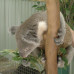 Photo of IFSA: Sydney - University of Sydney