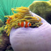 Photo of Wildlands Studies: The Thailand Project: Marine And Coastal Ecology Of The Indo-Pacific