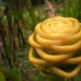 Photo of The School for Field Studies / SFS: Costa Rica - Sustainable Development Studies