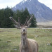 Photo of Adelante: Edinburgh - Equine Summer Program in Scotland