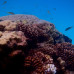 Photo of Sea Education Association: Pacific Reef Expedition (Summer)