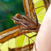 Photo of Round River Conservation Studies: Costa Rica – The Osa Peninsula