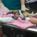 Photo of Broadreach: Costa Rica - Veterinary Medicine College Summer Program