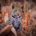 Photo of ProjectsAbroad: South Africa - Volunteer and Community Service Programs in South Africa   