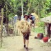 Photo of SIT Study Abroad: Vietnam - Culture, Social Change and Development