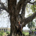 Photo of IISAC: Summer In Kerala