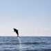 Photo of GVI: Tenerife - Short - Term Marine Biology Internship in the Canary Islands