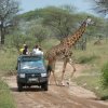 A student studying abroad with The School for Field Studies / SFS: Tanzania - Wildlife Management Studies