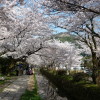 A student studying abroad with Columbia University: Kyoto - Kyoto Consortium for Japanese Studies