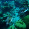 A student studying abroad with CIEE: Bonaire - Summer Tropical Marine Ecology & Conservation