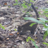 A student studying abroad with Round River Conservation Studies: Costa Rica – The Osa Peninsula