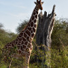 A student studying abroad with Koobi Fora Field School: Nairobi - Study of Human Paleobiology in East Africa