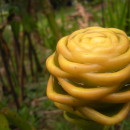 SFS: Costa Rica (Atenas) - Sustainable Development Studies Photo