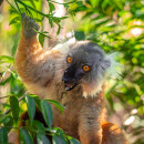 Study Abroad Reviews for GVI: Nosy Be - Madagascar Wildlife Conservation Internship