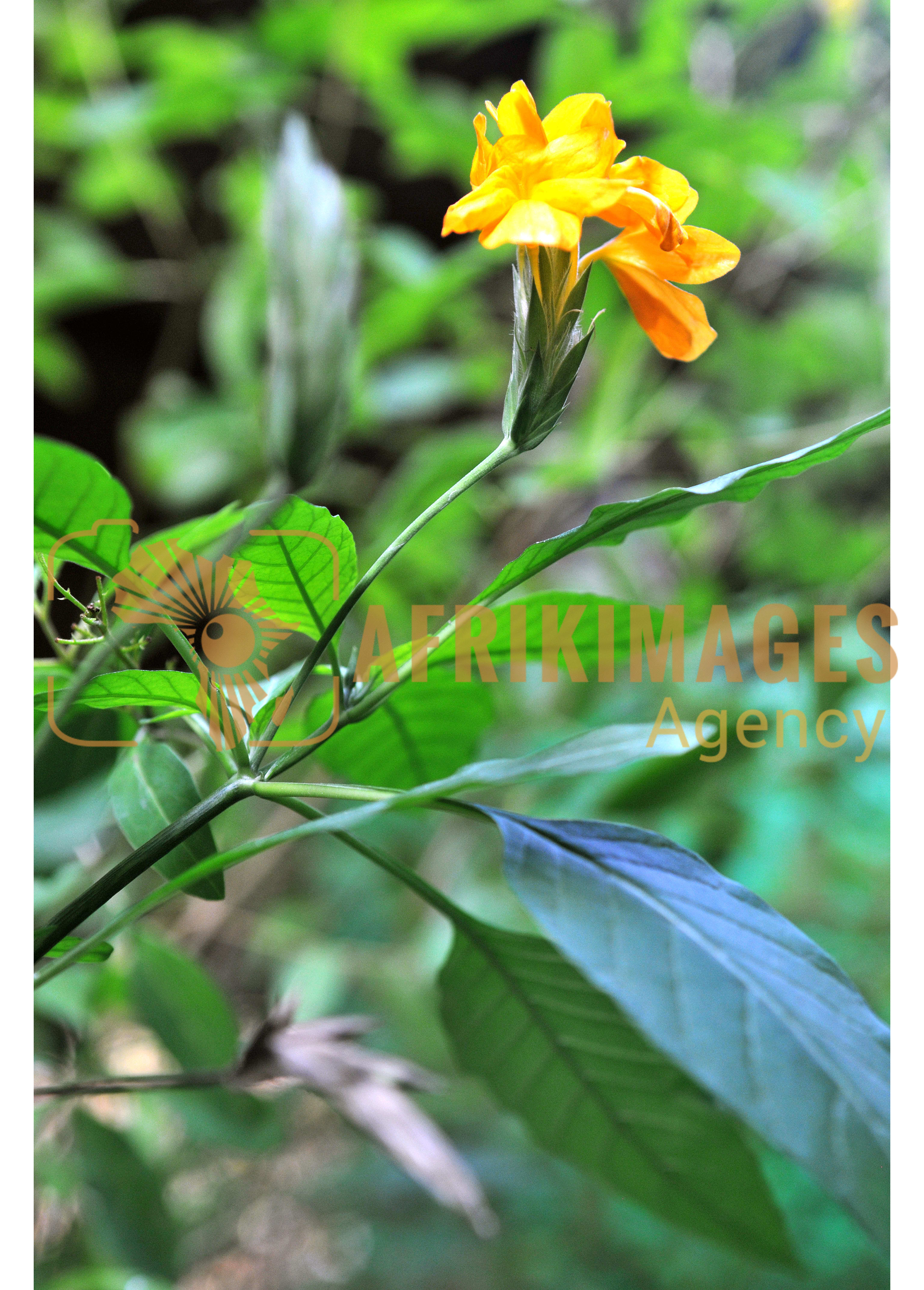 Afrikimages flore du gabon