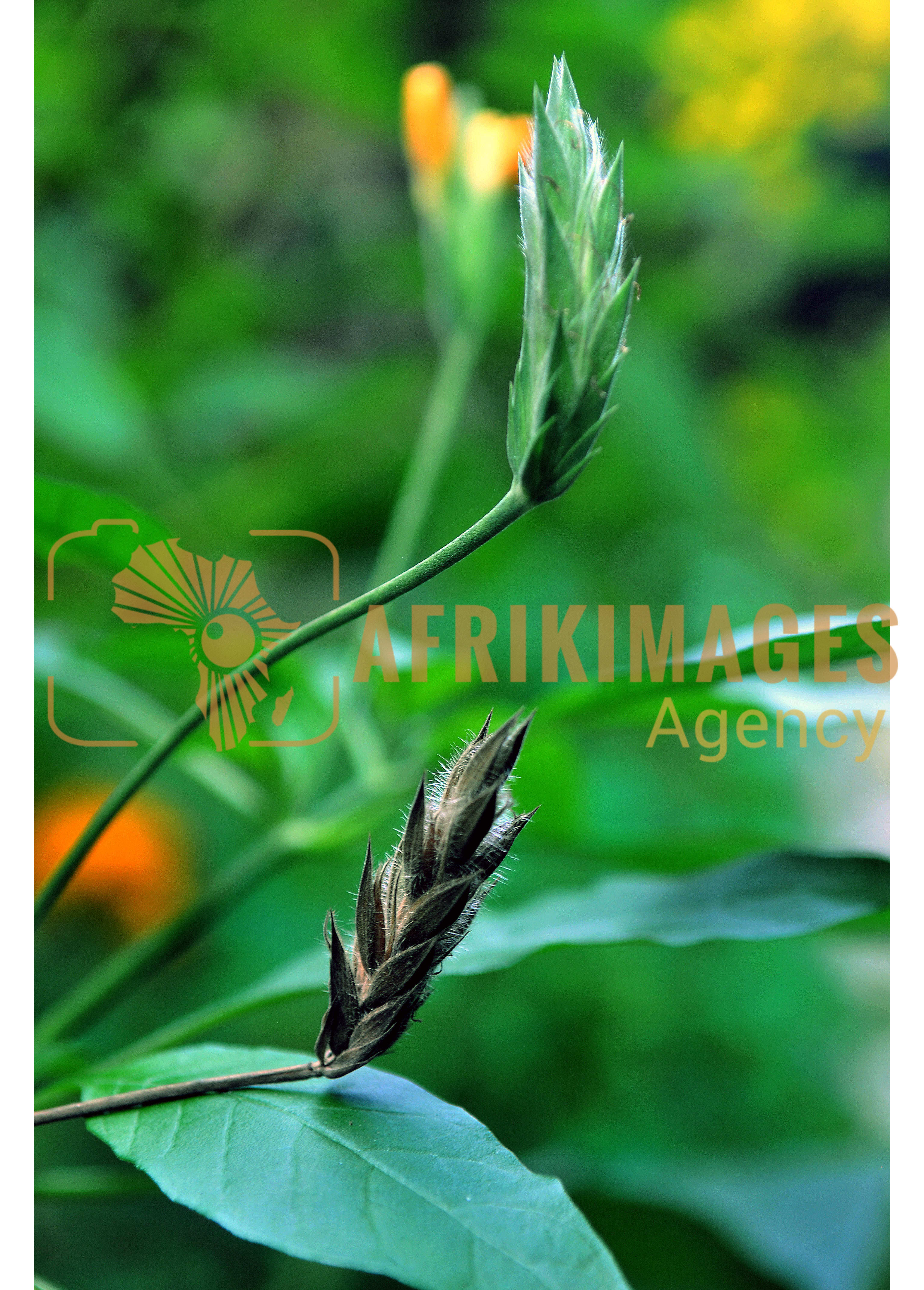 Afrikimages flore du gabon